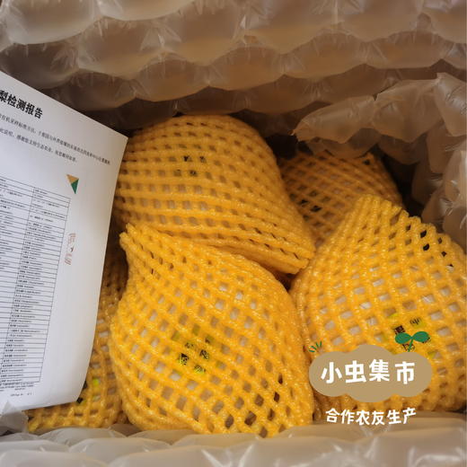 生态冰淇淋丑梨/佛手梨 | 合作农友生产，来自山东小沽河，生产者：小康园主 *【公平贸易农人定价】 商品图8