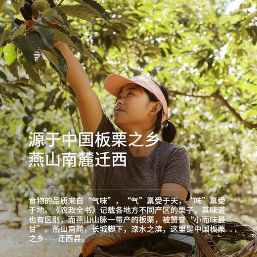 迁西板栗 | 3斤/5斤 果仁饱满 粉糯香甜 生吃糖炒水煮煲汤炖菜焖饭 新鲜板栗 候物 商品图2