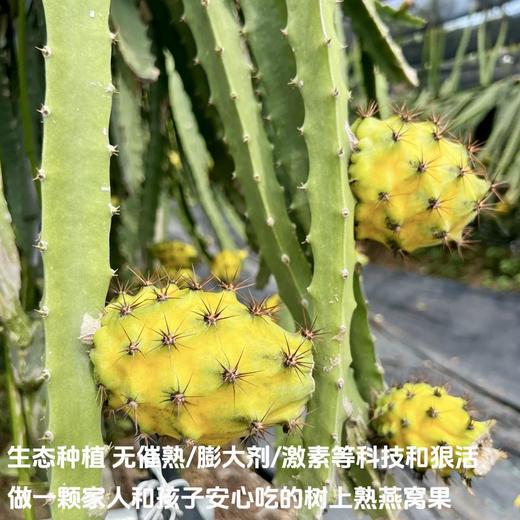 燕窝果【49元购2斤】丨水果界的“爱马仕”，清甜多汁 商品图5