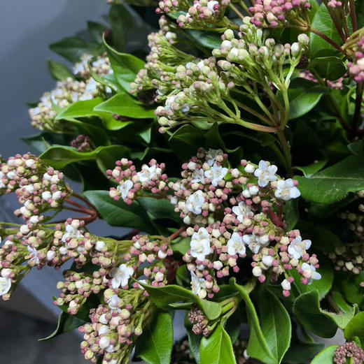 荚米花 商品图2