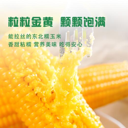 寒乡原 鲜食玉米 240g*8穗 商品图1