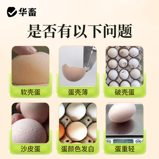 华畜强力增蛋宝蛋多多鸡鸭鹅产蛋宝芦丁鸡鸽子催蛋王改善蛋质 商品图1