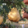 生态冰淇淋丑梨/佛手梨 | 合作农友生产，来自山东小沽河，生产者：小康园主 *【公平贸易农人定价】 商品缩略图2