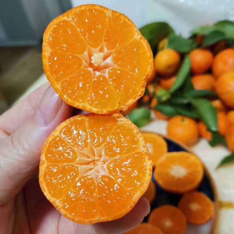 正宗广西金秋砂糖橘 现摘甜蜜多汁 薄皮无籽
