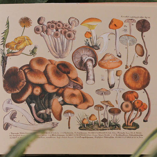 【复古艺术馆13】蘑菇王国 商品图2