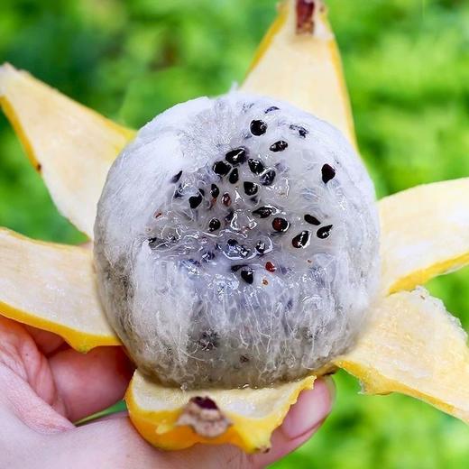 燕窝果【49元购2斤】丨水果界的“爱马仕”，清甜多汁 商品图4