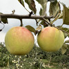 【青森苹果】 秋日的一口酥脆清甜 农家肥种植 绿色无公害 商品缩略图0