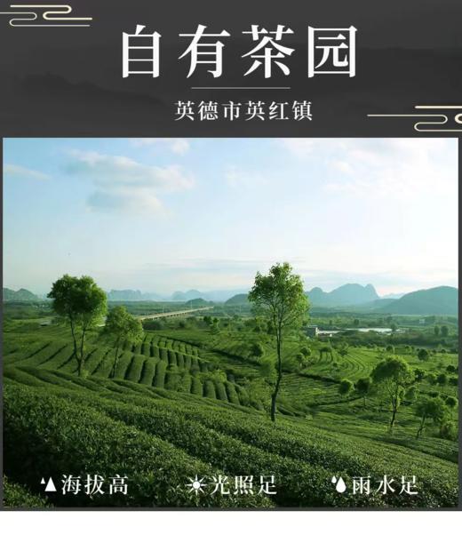 芒种英红九号 大份量一斤装 实惠口粮茶  英德红茶 无公害无农残无化肥 商品图6