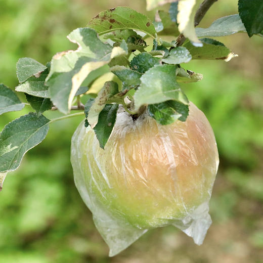 【青森苹果】 秋日的一口酥脆清甜 农家肥种植 绿色无公害 商品图3