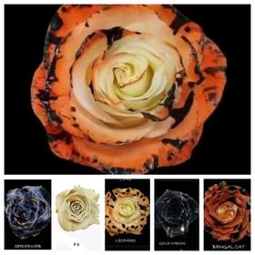 厄瓜多尔进口万圣节玫瑰合集10支