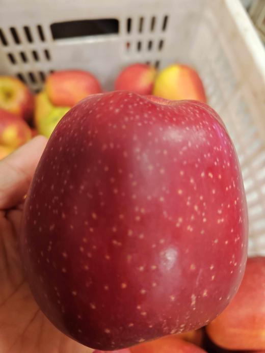 一兜苹果 商品图0