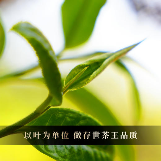 10月30日中午12点【老班章单株】2025年头春头采勐海茶区老班章古树单株，规格：100克*5饼整提出售，赠送高端实木礼盒包装 商品图9
