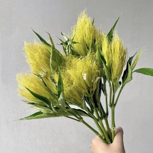 白金羽丨草花 商品图1