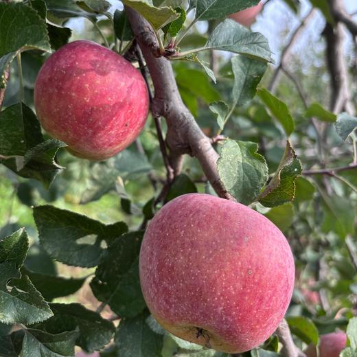李老师红富士苹果  自然农法酵素种植不套袋现摘现发水果4.5斤装【顺丰快递】 商品图2