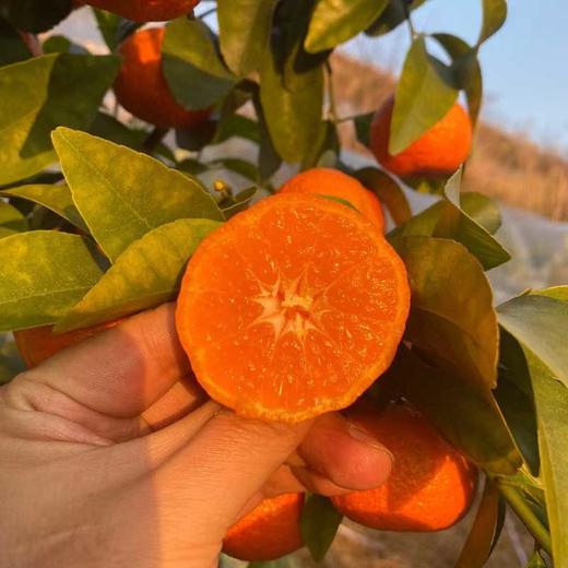 正宗广西金秋砂糖橘 现摘甜蜜多汁 薄皮无籽 商品图1