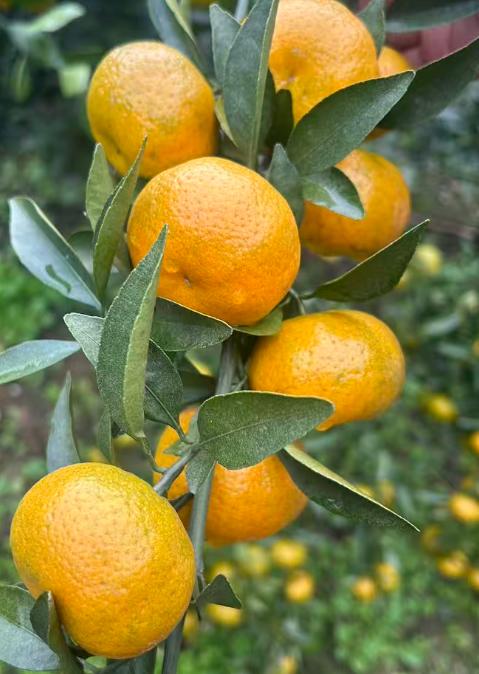 2025凉水河武当蜜桔（斤） 商品图0