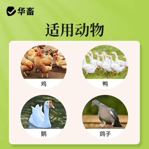 华畜强力增蛋宝蛋多多鸡鸭鹅产蛋宝芦丁鸡鸽子催蛋王改善蛋质 商品图6