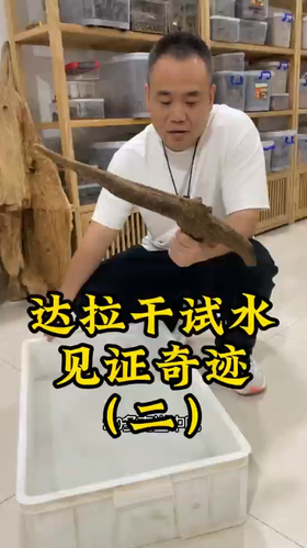 达拉干软丝沉香试水，见证奇迹的时刻到了。