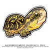 冰箱贴 龟主题⑧ 磁吸 Q版 卡通 箱龟题材 爬宠爬虫周边 super rep超爬正版【48小时发货】 商品缩略图7