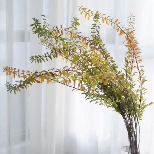 秋色雪柳叶丨叶材 商品图1