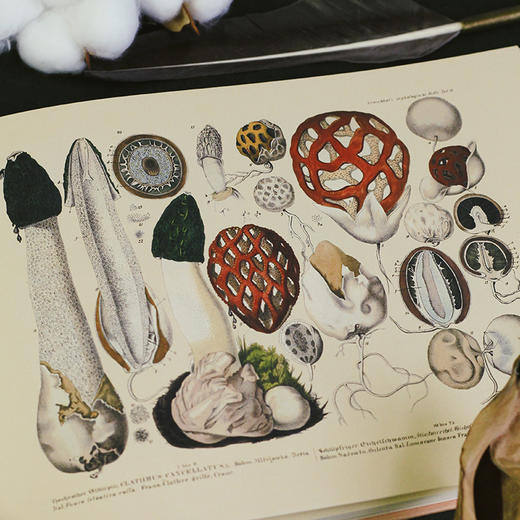 【复古艺术馆13】蘑菇王国 商品图3