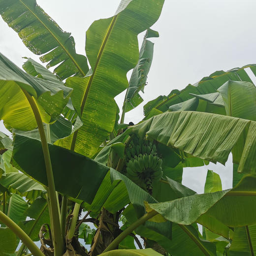 【95折】有机老实芭蕉 | 3斤/4.8斤 香甜绵软不硬芯 皮薄肉厚 云南高山有机芭蕉 现摘现发 柠檬君「72小时内发货」(稻草摩擦造成的表皮发黑属于正常情况，轻微压伤不是坏果不影响食用) 商品图7