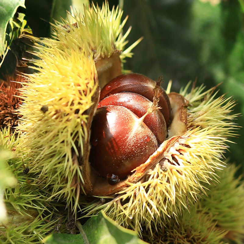 迁西板栗 | 3斤/5斤 果仁饱满 粉糯香甜 生吃糖炒水煮煲汤炖菜焖饭 新鲜板栗 候物