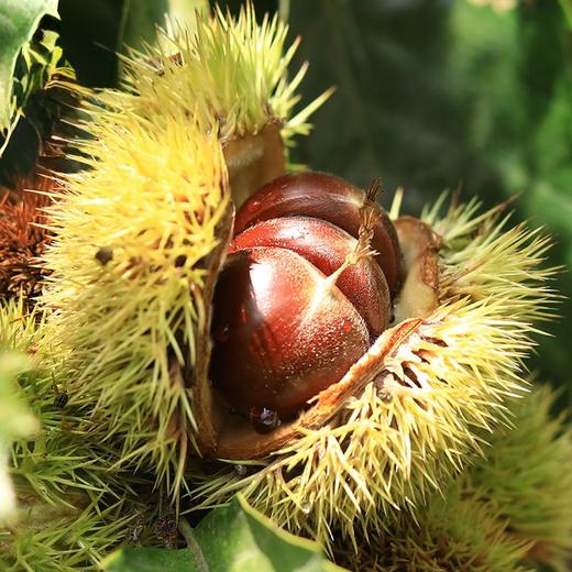 迁西板栗 | 3斤/5斤 果仁饱满 粉糯香甜 生吃糖炒水煮煲汤炖菜焖饭 新鲜板栗 候物 商品图0
