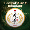 10月30日中午12点【老班章单株】2025年头春头采勐海茶区老班章古树单株，规格：100克*5饼整提出售，赠送高端实木礼盒包装 商品缩略图10