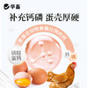 华畜强力增蛋宝蛋多多鸡鸭鹅产蛋宝芦丁鸡鸽子催蛋王改善蛋质 商品缩略图2