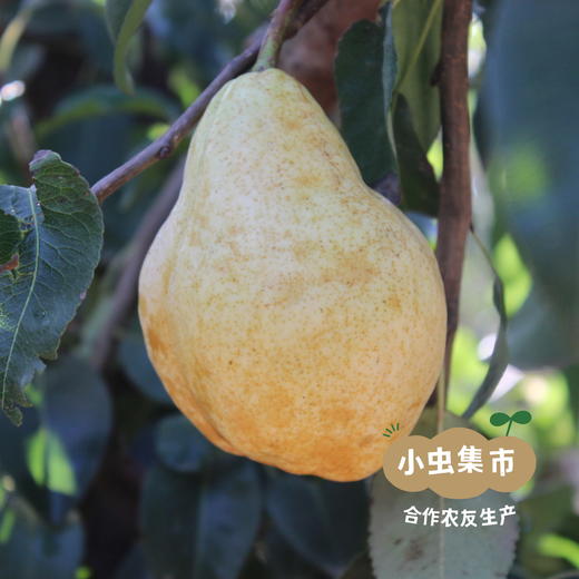 生态冰淇淋丑梨/佛手梨 | 合作农友生产，来自山东小沽河，生产者：小康园主 *【公平贸易农人定价】 商品图9
