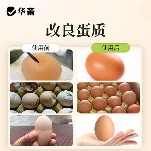 华畜强力增蛋宝蛋多多鸡鸭鹅产蛋宝芦丁鸡鸽子催蛋王改善蛋质 商品图5