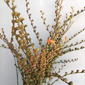 火焰兰果丨配果