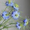 黑种草丨草花 商品缩略图2