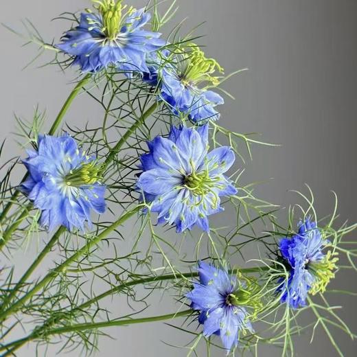 黑种草丨草花 商品图2