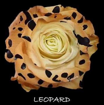 厄瓜多尔进口万圣节玫瑰合集10支 商品图1