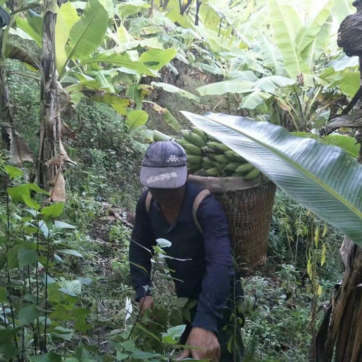 【95折】有机老实芭蕉 | 3斤/4.8斤 香甜绵软不硬芯 皮薄肉厚 云南高山有机芭蕉 现摘现发 柠檬君「72小时内发货」(稻草摩擦造成的表皮发黑属于正常情况，轻微压伤不是坏果不影响食用) 商品图9