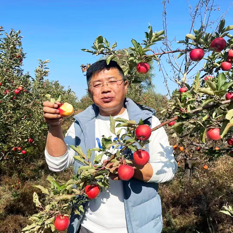 礼盒装 西王丹霞苹果 生态种植无农药无化肥无激素