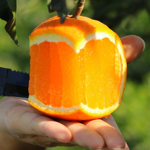 赣南脐橙【5斤29元】丨果园现摘 香甜多汁VC解腻 商品图5