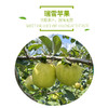 瑞雪苹果#香脆清甜汁水丰盈久放不粉，吃出玫瑰香的“国货之光”营养丰富 商品缩略图4
