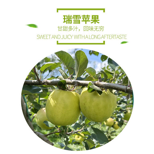 瑞雪苹果#香脆清甜汁水丰盈久放不粉，吃出玫瑰香的“国货之光”营养丰富 商品图4