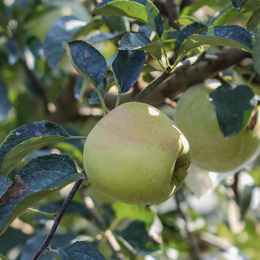 【青森苹果】 秋日的一口酥脆清甜 农家肥种植 绿色无公害 商品图2