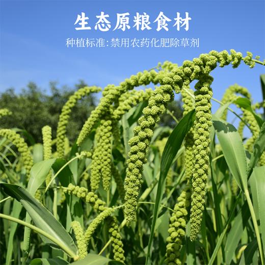 谦益小米酥125g 传统手工工艺 拒绝添加  米香酥脆非油炸 美味不腻  独立小包装  安心小零食 快乐随时享 商品图5