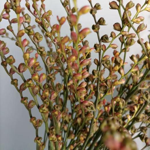 火焰兰果丨配果 商品图2