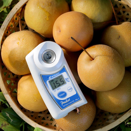 霜降老糖梨 香甜多汁新鲜下树煮冰糖梨水 北京本地时令水果 3/5/8斤 商品图5