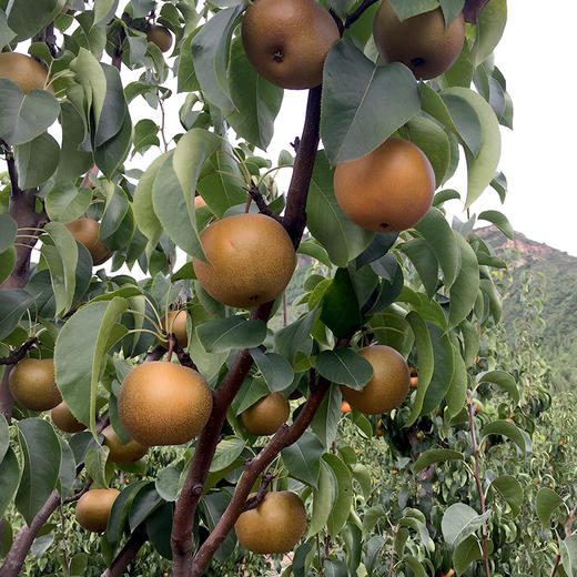霜降老糖梨 香甜多汁新鲜下树煮冰糖梨水 北京本地时令水果 3/5/8斤 商品图8