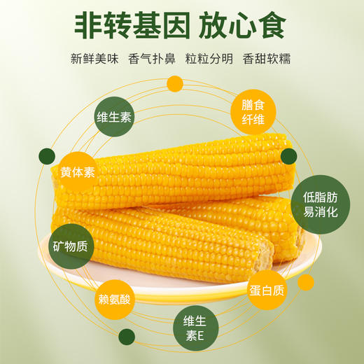 【顺丰快递】内蒙古·莫力达瓦甜糯玉米 嫩黄亮泽 鲜甜饱满 厚实软糯 粒大饱满 代餐良品 -BYXYP 商品图4