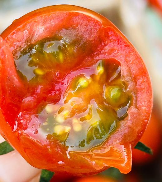 新疆小野橘番茄 |邂逅了4600多公里，来自新疆伊犁河谷的橘色风暴 不是橘子，却带着橘的清新香气番茄咬下去的瞬间，一口爆汁，丰盈的汁水瞬间点亮味蕾，这完全就是小时候的味道真的会上瘾~ 商品图1