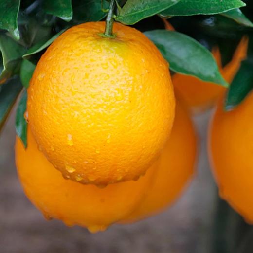 赣南脐橙【5斤29元】丨果园现摘 香甜多汁VC解腻 商品图6