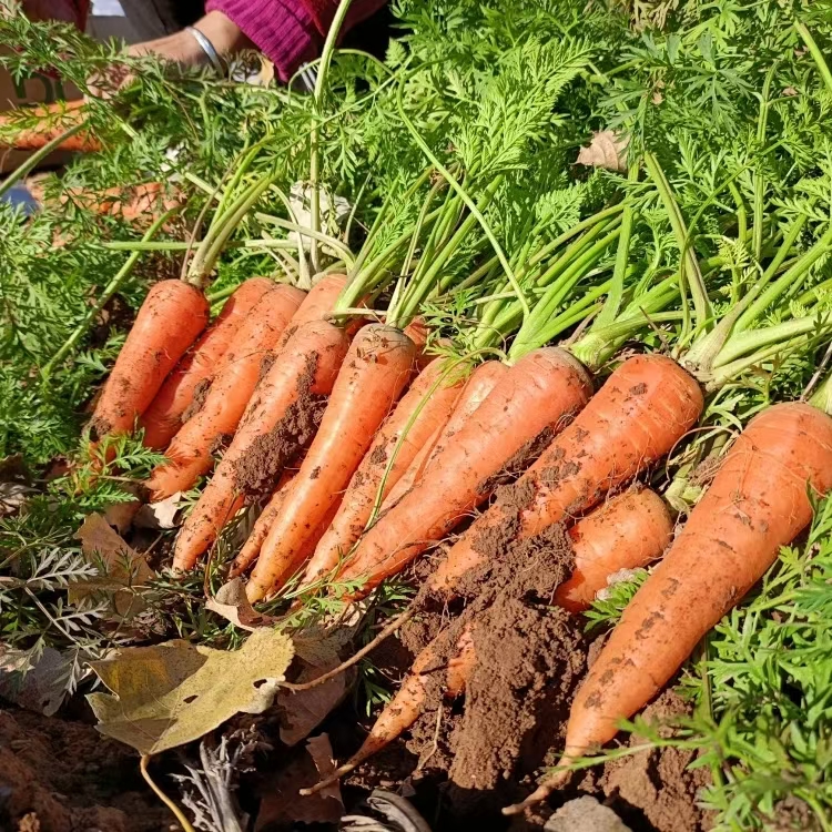 郭老师家酵素种植蔬菜 白菜、胡萝卜、贵族南瓜、红薯、芋艿 辽宁光海农场八年酵素种植蔬菜